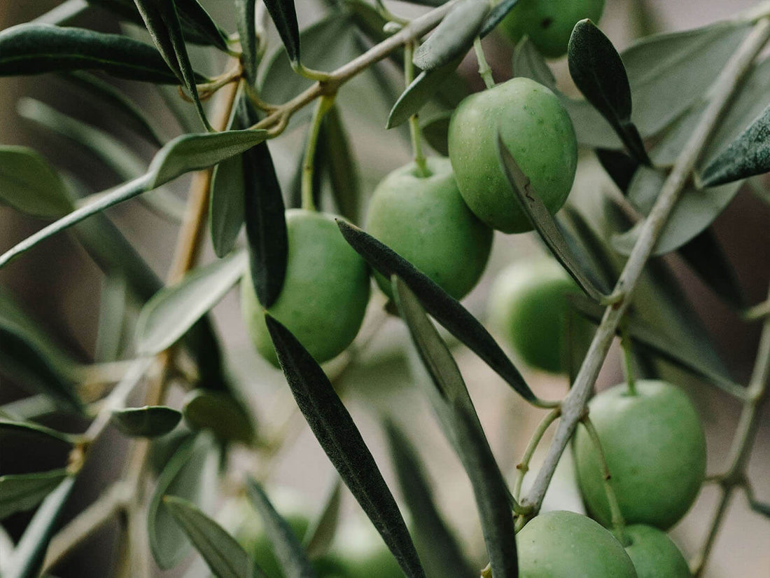 Bois d’olivier pour fumage apportant des arômes méditerranéens au kamado.